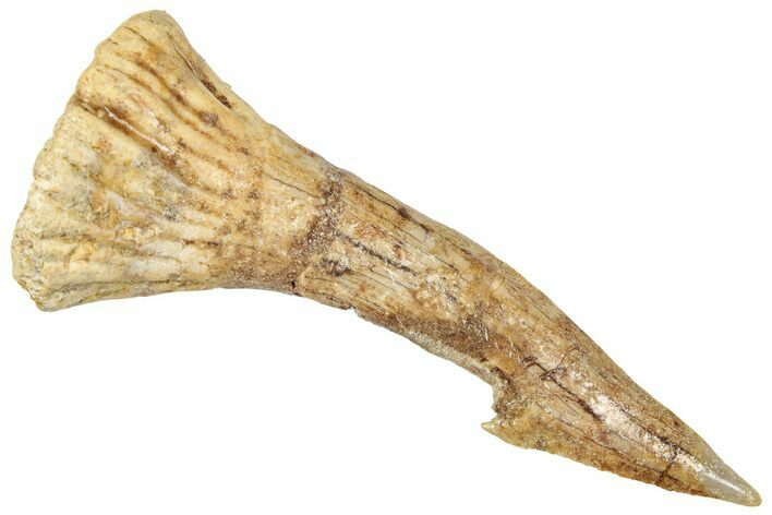 Fossil Sawfish (Onchopristis) Rostral Barb - Morocco #322863